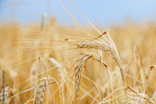 Wheat field. Ears of golden wheat close-up. Beautiful nature Rural landscape under the shining sunlight. Background of ripening wheat field ears. The concept of a rich harvest.