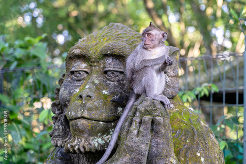 Photography Portrait of a monkey sitting on a stone sculpture of a monkey at sacred monkey forest in Ubud, island Bali, Indonesia