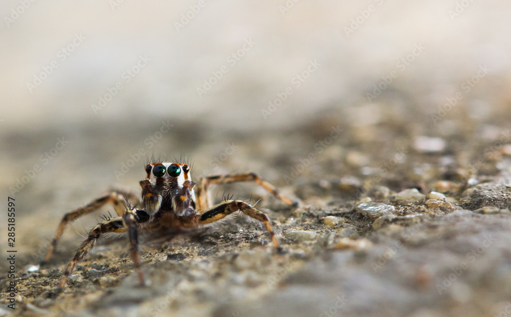Jumping spider eating mosquitoes Jumping spider eating mosquitoes