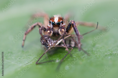 Jumping spider eating mosquitoes