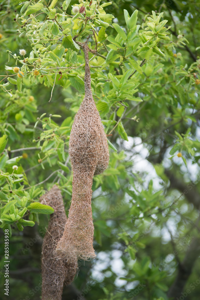 Bird's nest squirrel on a tree Bird's nest squirrel on a tree