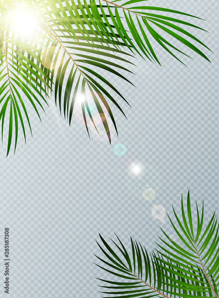 Summer Time Palm Leaf with sunbeam on Transparent Vector Background Illustration