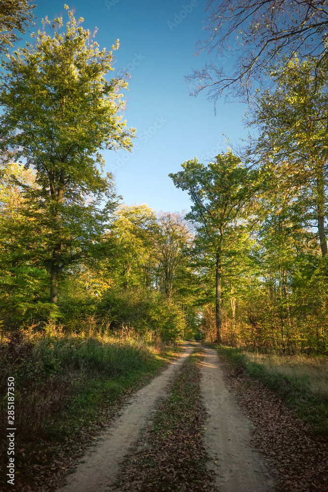 Scenic landscape with trees in forest