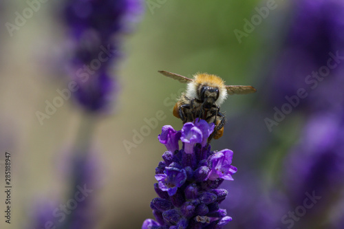 bee on a blooming lavender