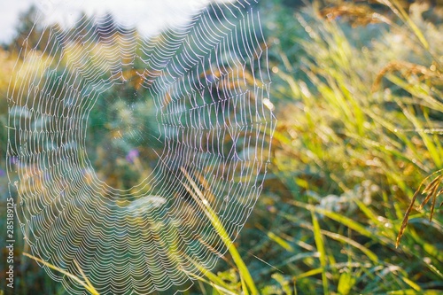 Spider web on grass in the field
