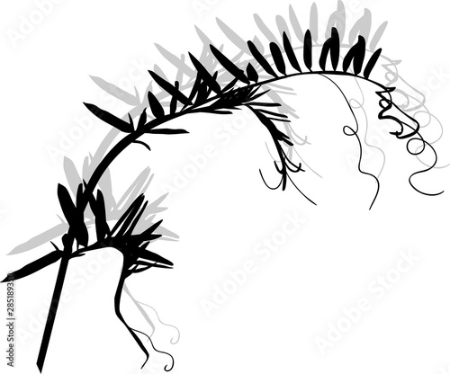 wild plant silhouette with curls and shadow on white
