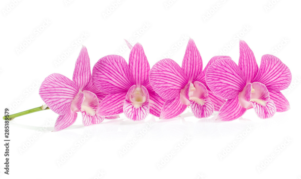 Fototapeta premium pink orchid flowers isolated on white background