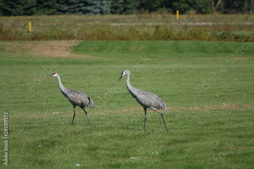 Family of Sandhill Cranes Searching for food