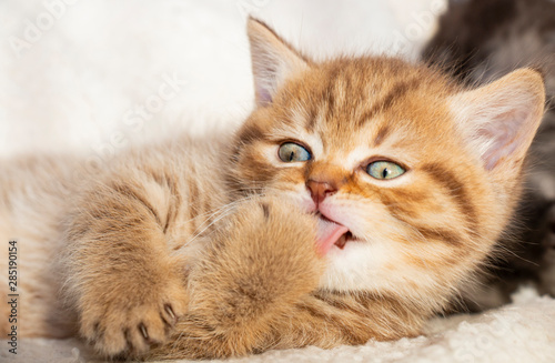 ginger little kitten british licks paw