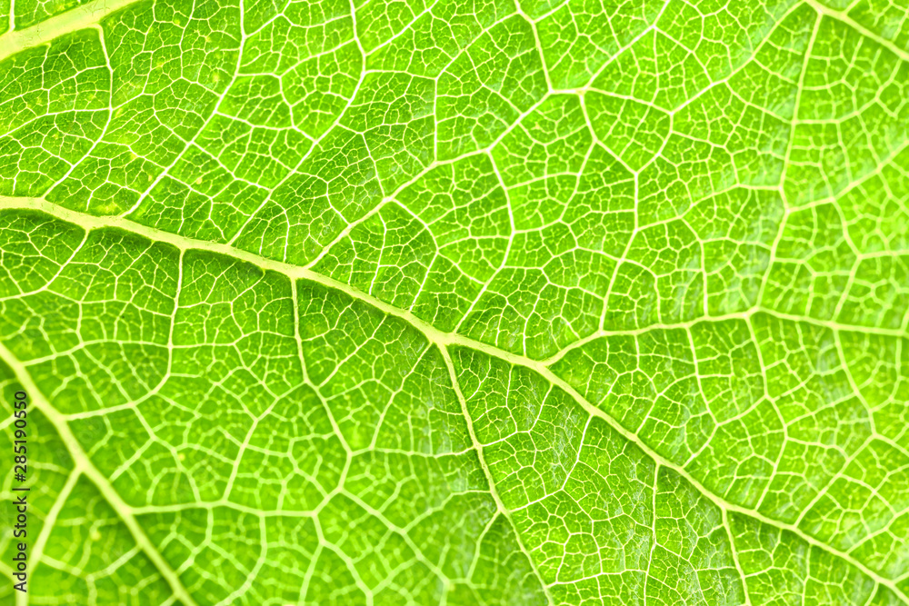 Texture of green leaf, closeup