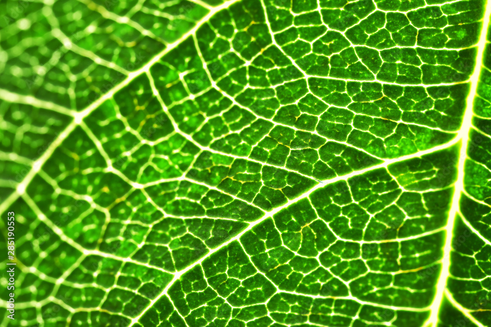 Texture of green leaf, closeup Texture of green leaf, closeup