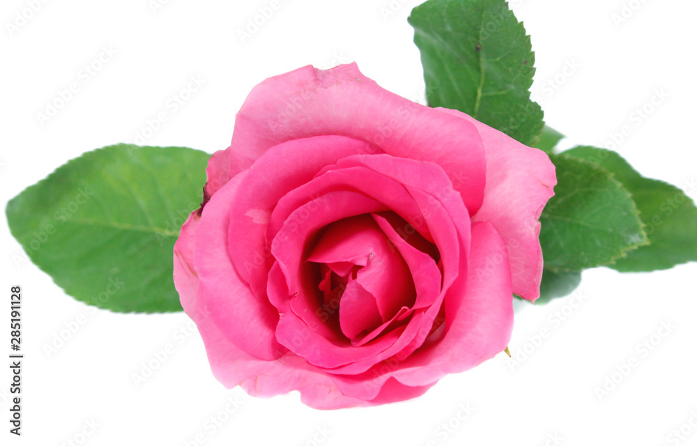 Fototapeta premium Beautiful rose isolated on white