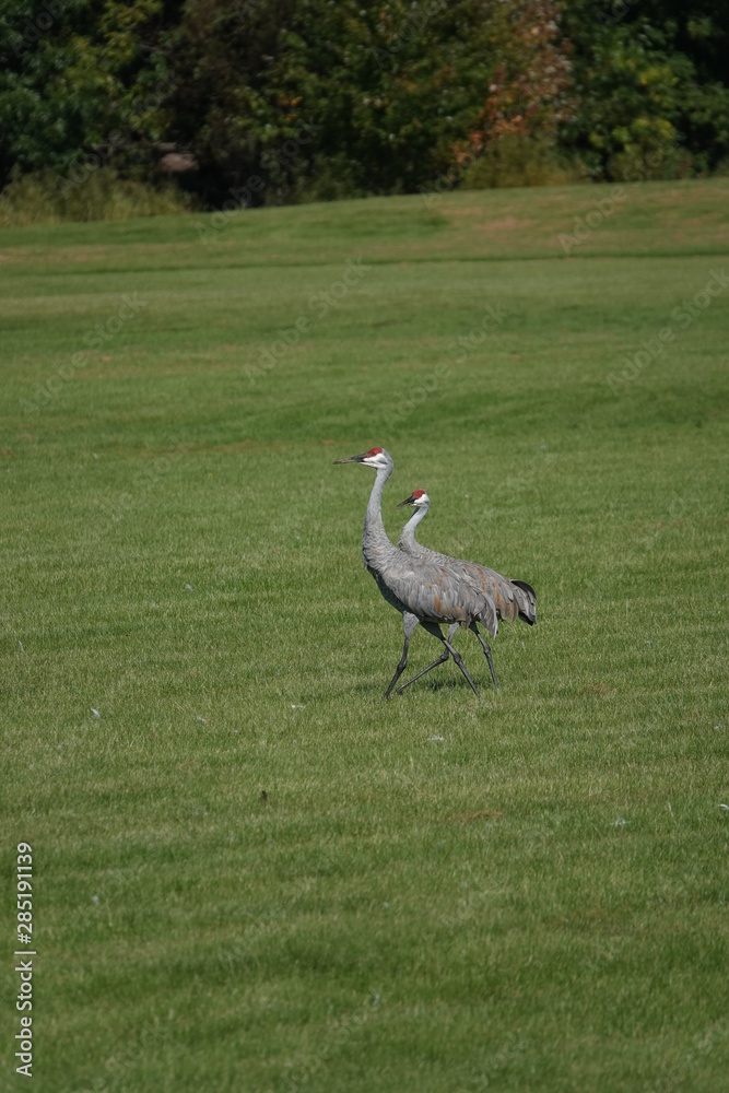 Fototapeta premium Beautiful Family of Sandhill cranes searching for food
