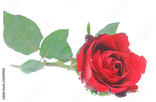 Beautiful  rose isolated on white © Poramet