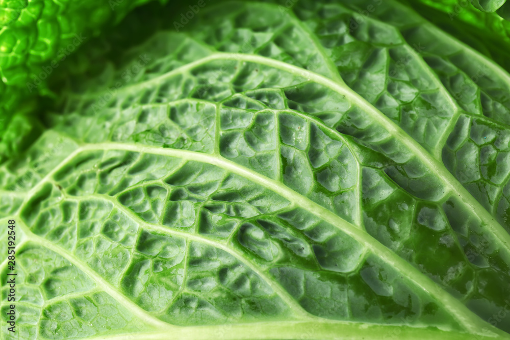 Fototapeta premium Texture of fresh cabbage, closeup