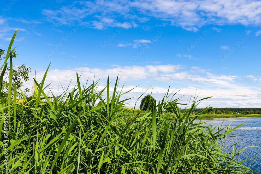 View of the reeds, in the background a lake and blue sky, forest, selective focus.