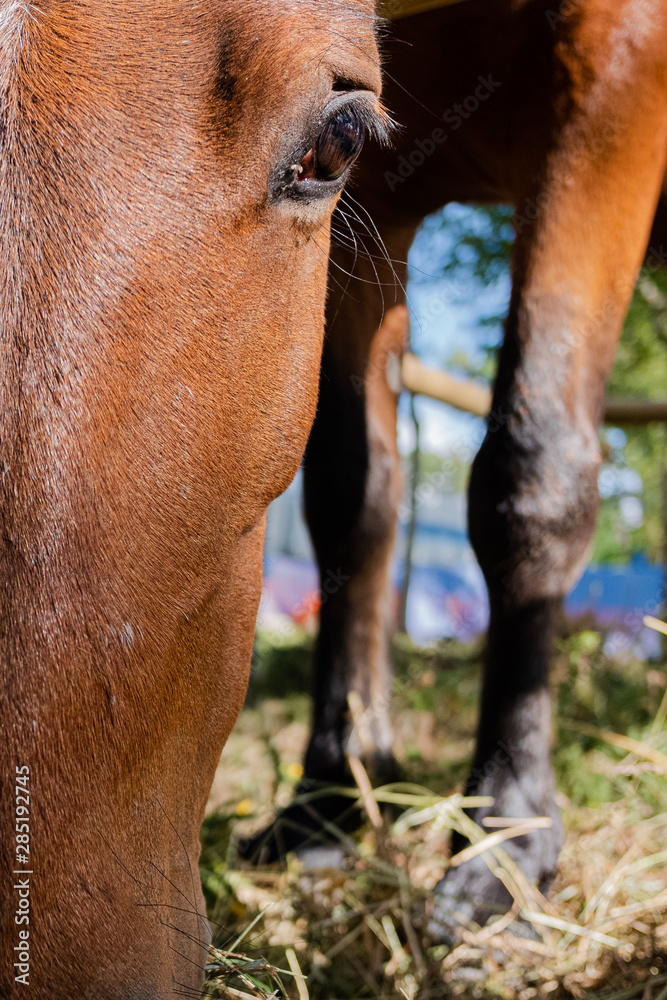 Naklejka premium Detalle de ojo y cabeza de caballo en Portugal