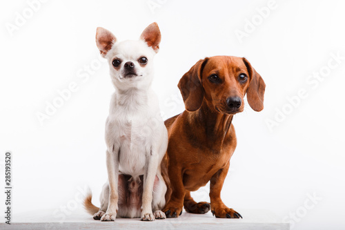 White chihuahua and brown dachshund on a white background.