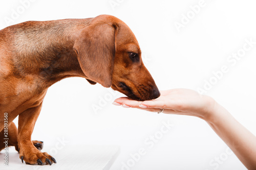 A brown dachshund receives a treat from a female hand.