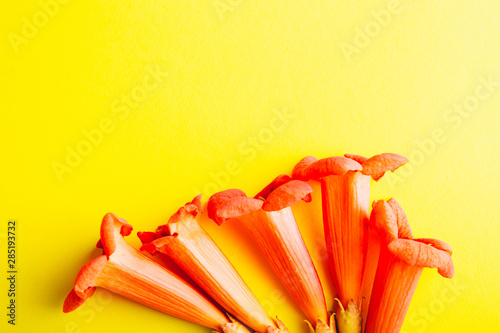 red campsite buds on a yellow background. Beautiful flower arrangement. photo