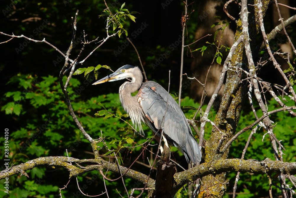 Fototapeta premium Beautiful Blue Heron Perched on Branch 