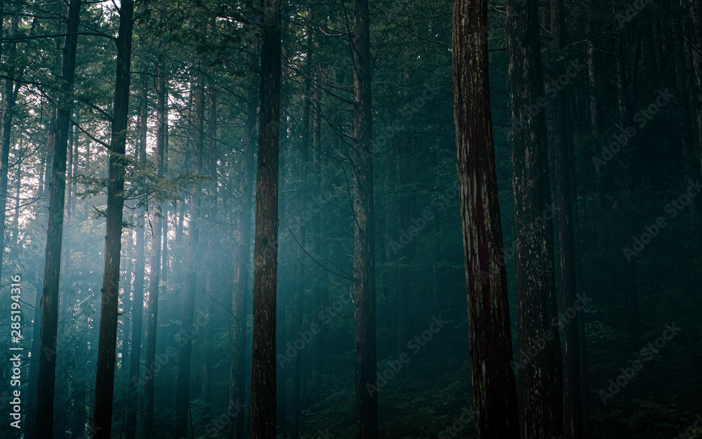 Obraz premium forest