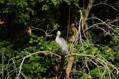 Beautiful Blue Heron Perched on Branch 