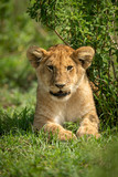 Lion cub lies by bush facing camera