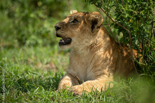 Lion cub lies by bush with mouth open