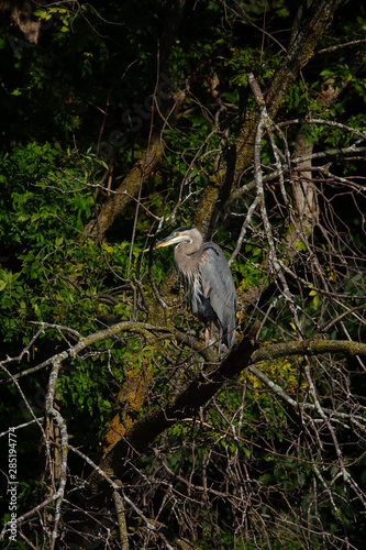 Beautiful Blue Heron Perched on Branch 