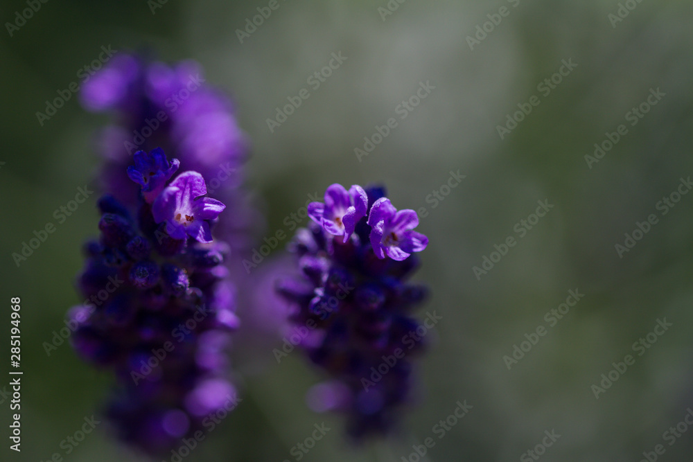 Fototapeta premium close-up of a blooming lavender