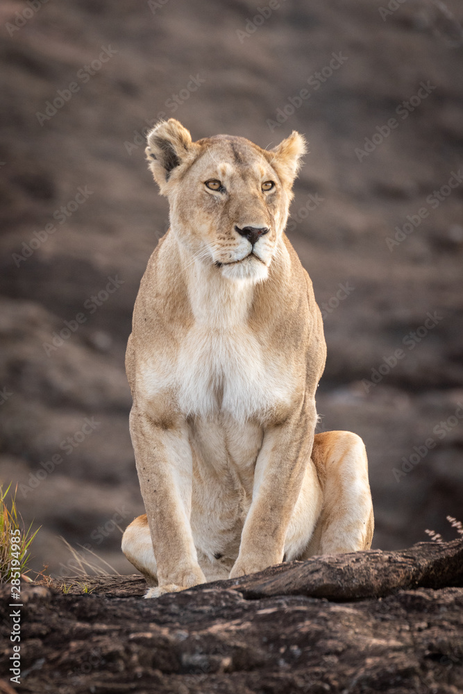 Obraz premium Lioness sits on rock by grass tuft