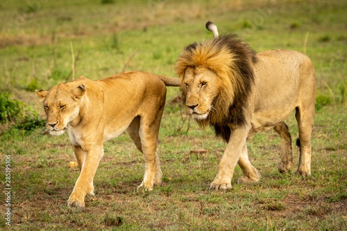 Male and female lions cross grassland together