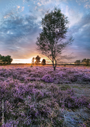 Beautiful sunset on a heath-land with purple vegetation in blossom, The Netherlands photo