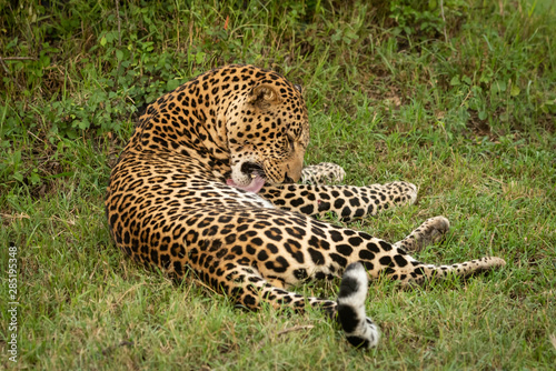 Male leopard lies on grass licking foreleg