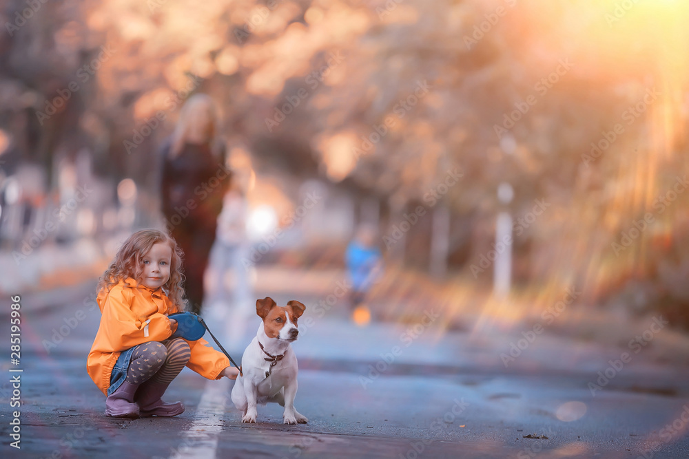 little girl with a dog jack russell terrier / child childhood friendship, pet, small dog in the autumn park walk - obrazy, fototapety, plakaty 