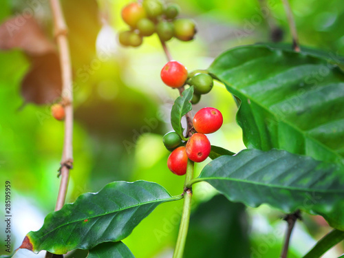 Ripe and unripe coffee beans berries on a branch in an organic coffee farm.