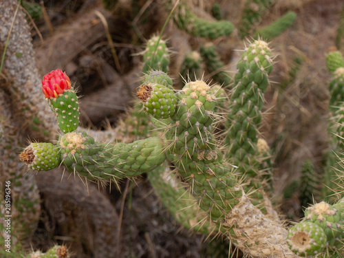 Cactus en el desierto en plena floración