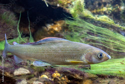 Grayling - Thymallus thymallus in nature, mountain river