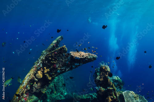 Amazing underwater world with tropical fish and corals at shipwreck