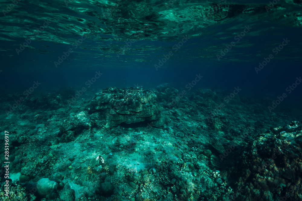 Underwater scene in ocean with corals