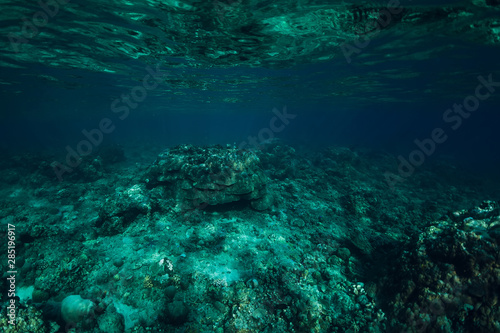 Underwater scene in ocean with corals