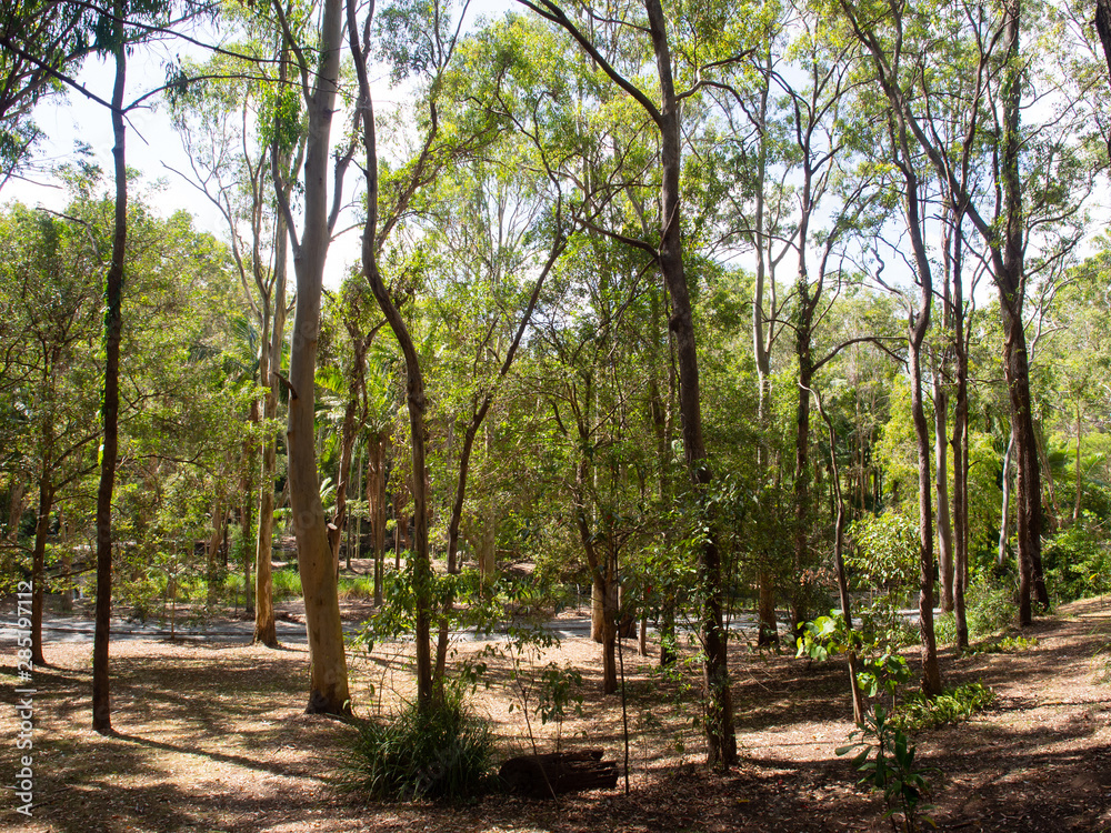Landscape Of Trees In A Nature Reserve Landscape Of Trees In A Nature Reserve