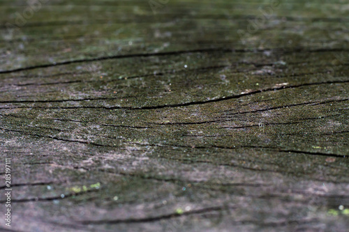 Green moss in wood textured background, Close up & Macro shot, Selective focus, Home concept