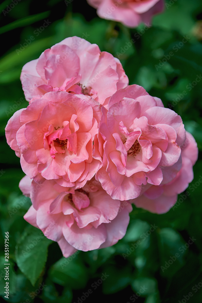 Beautiful delicate pink roses close-up on a dark green background. Rose grows on a bush in the summer.