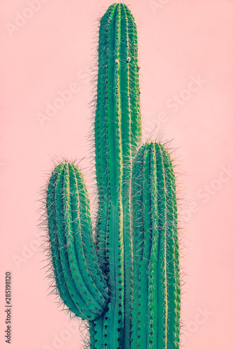 Fototapeta Wysoki zielony kaktus na ścianie z terakoty