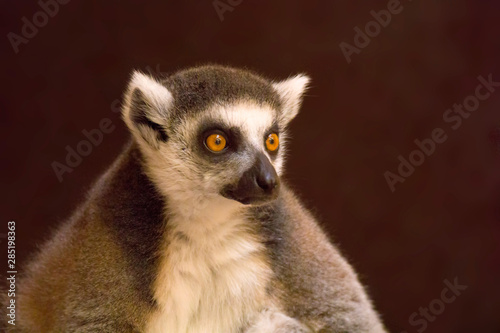 cuddly cute lemur monkey © Mario Plechaty