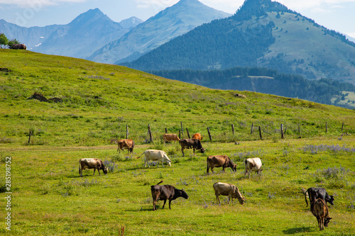 Cows graze on green Alpine meadows high in the mountains, healthy food and ecology concept © margo1778