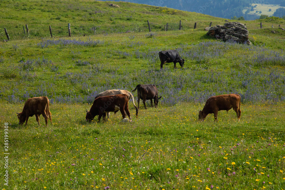 A herd of cows graze, they stand on mountain meadows. The concept of organic dairy products. Green pasture in the mountains