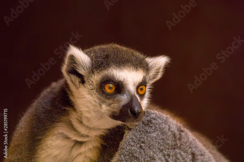 cuddly cute lemur monkey